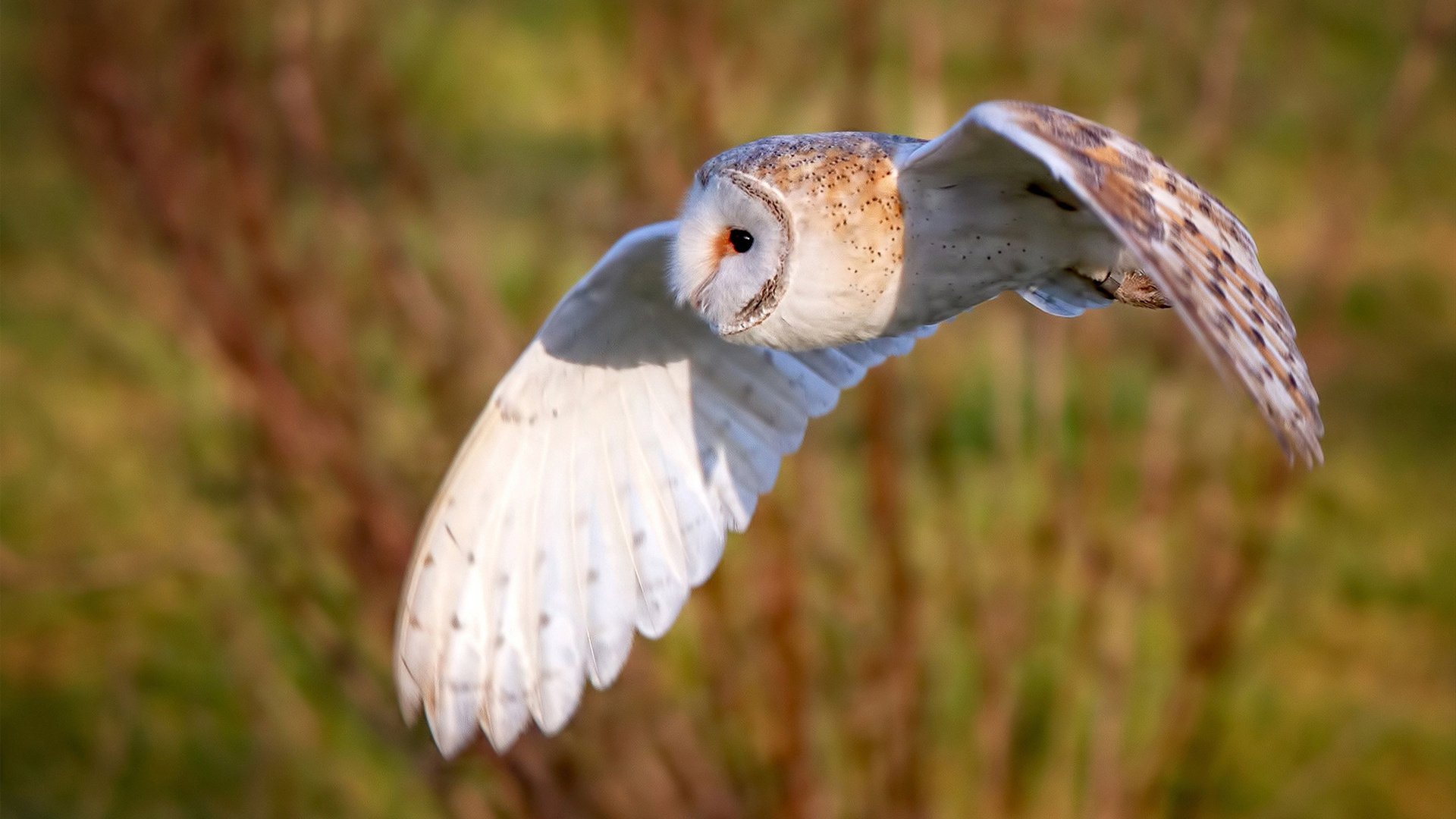 欧洲篮球传奇名宿荣誉赛华丽举行,球迷瞩目,欧洲篮球联赛十大球星