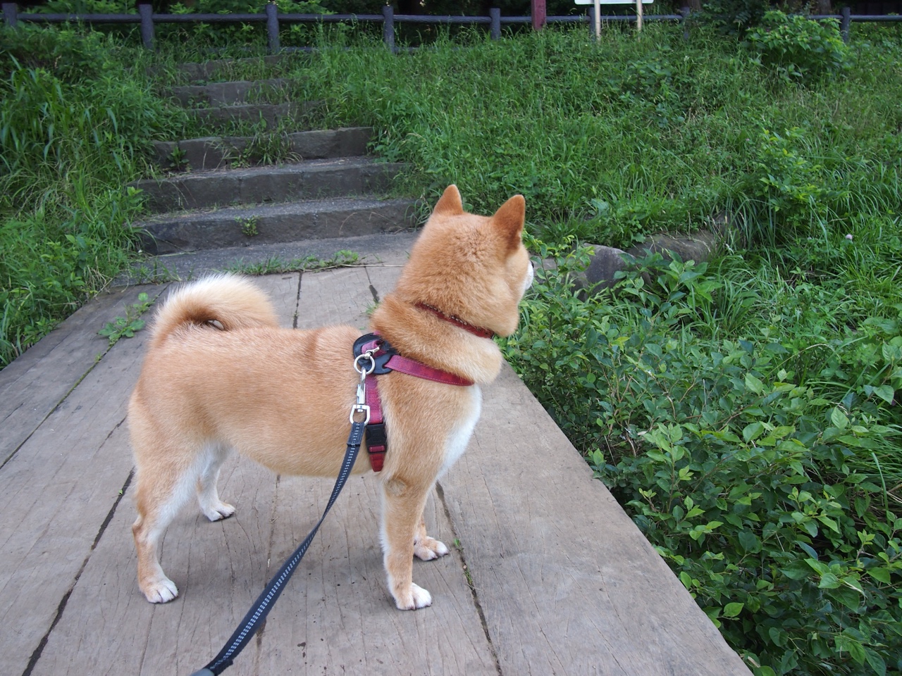 爵士长人喜获联盟最佳球员称号,表现稳定出众,爵士 球员