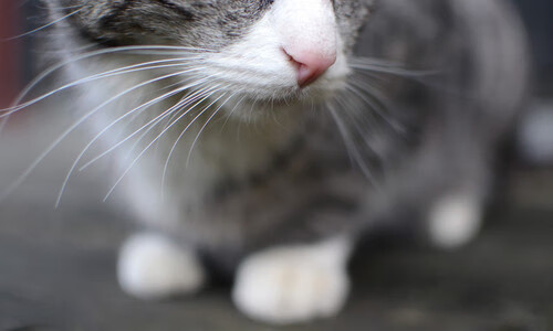 萨索洛抢走关键三分,跻身中游行列,萨索洛强吗