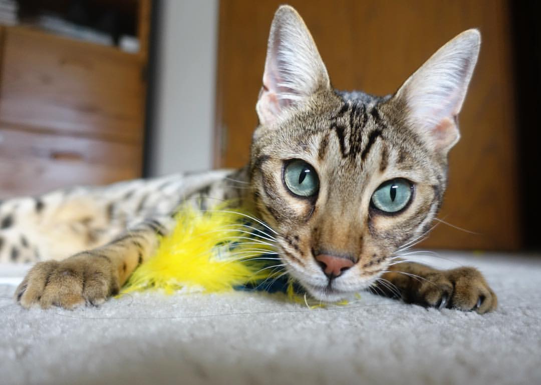 AYX GAMING-阿塞拜疆队毫无悬念地击败欧洲国家联赛对手，阿塞拜疆大获全胜