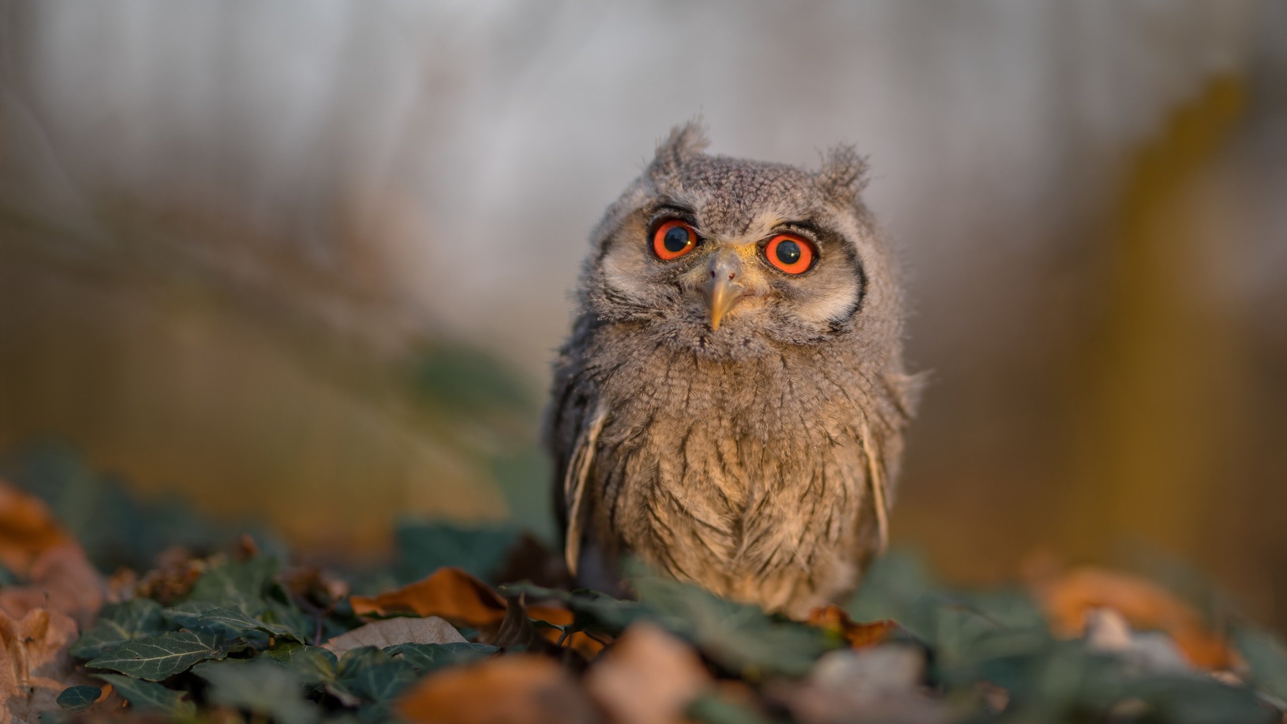 AYX GAMING-米莎·罗德里格斯被评为世界杯最佳守门员，ac米兰 罗德里格斯