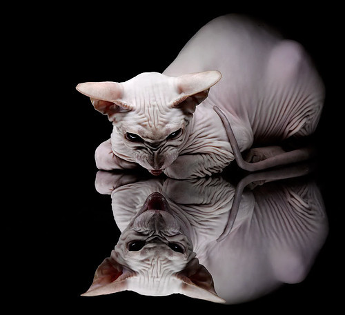 中国篮球教练员心理辅导能力提升及培训体系建设，篮球教练员培训内容