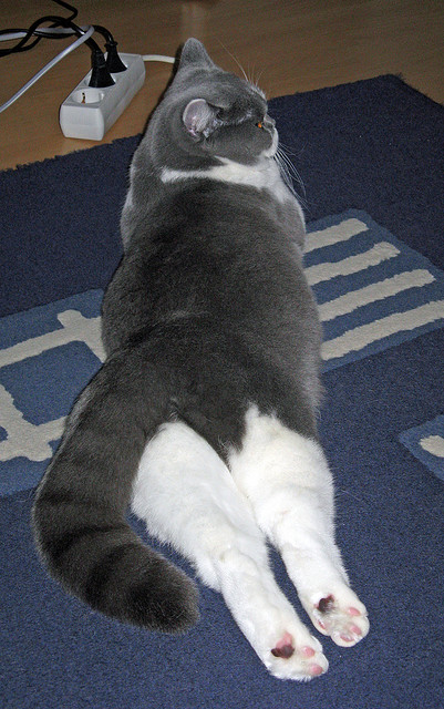 中国篮球联赛赛事数据挖掘及辅助决策,中国篮协大数据平台