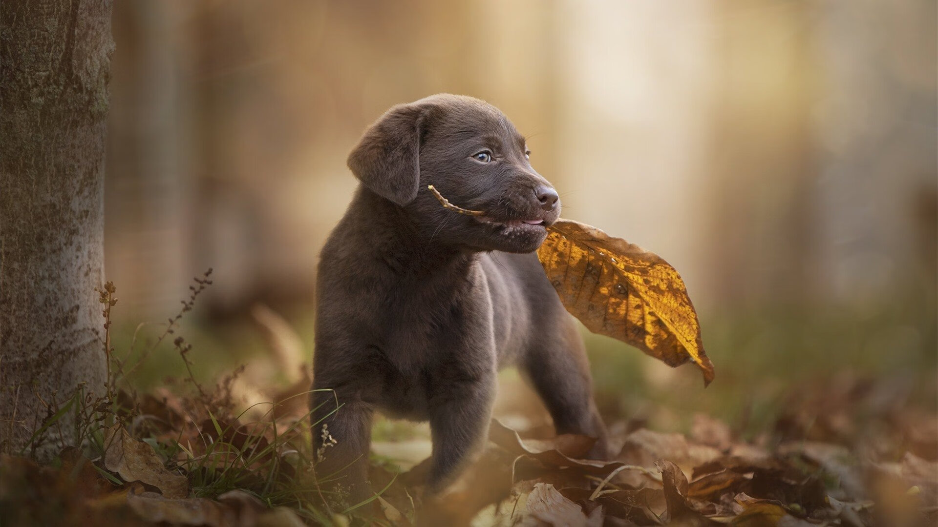 体育教学资源信息化建设现状与发展趋势研究，体育课程资源建设