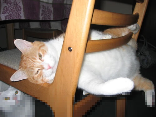 “拳台激战,四川省体育馆见证新拳王诞生!”