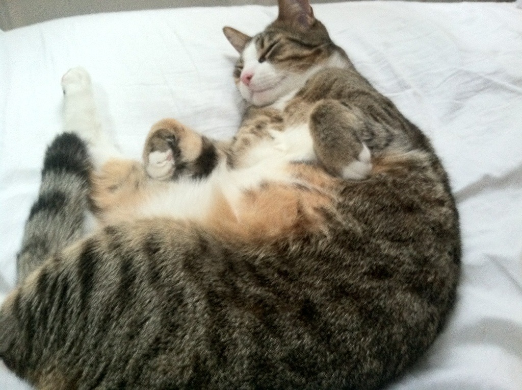 城市马拉松公益主题深入人心,城市马拉松活动策划方案