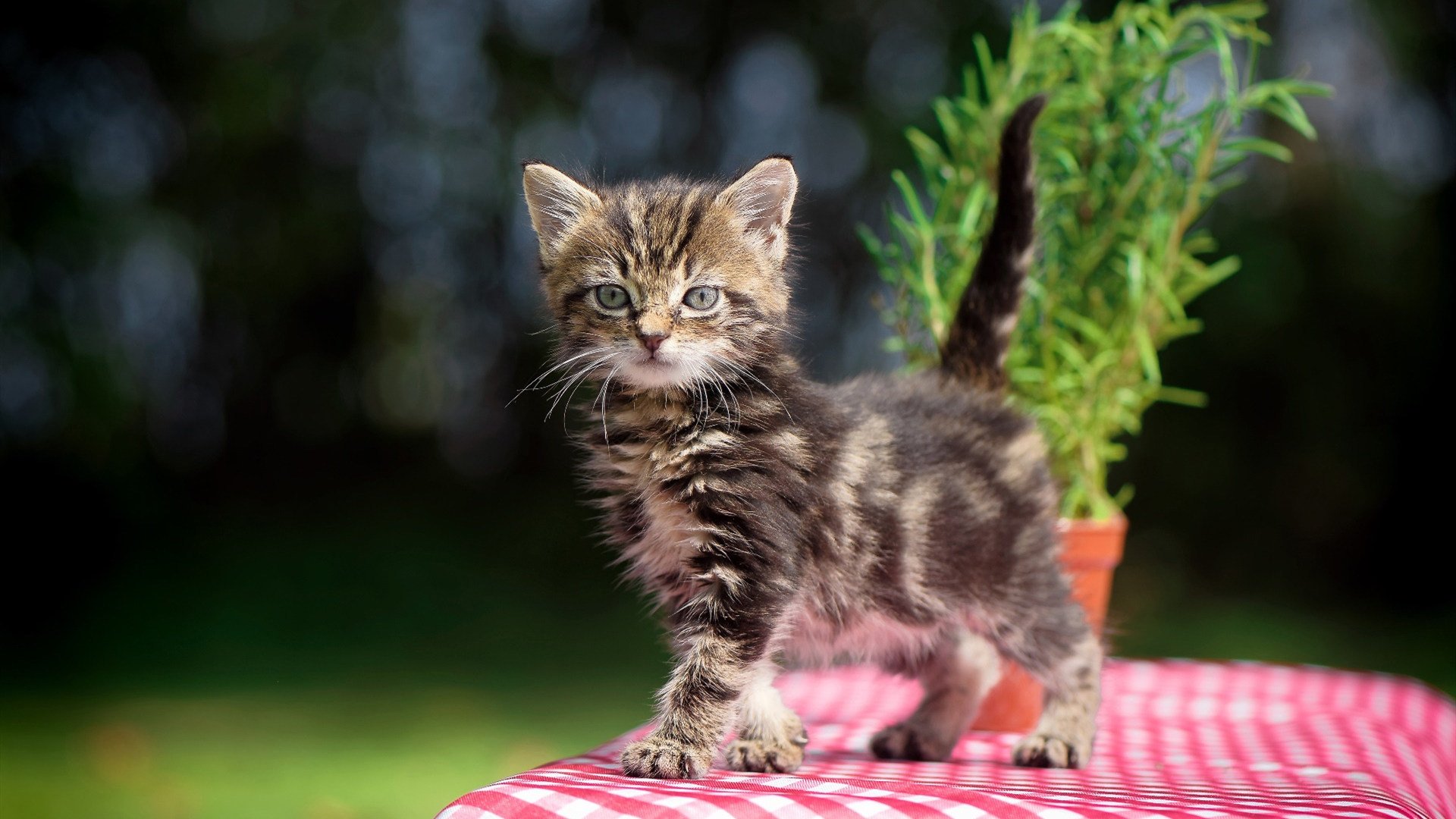 爱游戏体育官方网站-武术国际推广周吸引数十个国家参与，武术走向国际化