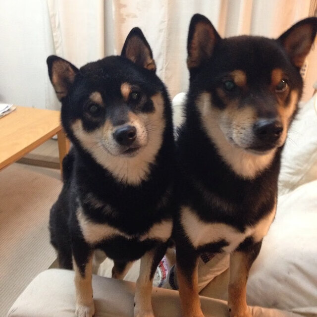 澳大利亚队未来突破:如何在亚洲赛场争取更多荣誉,澳大利亚队12强赛大名单