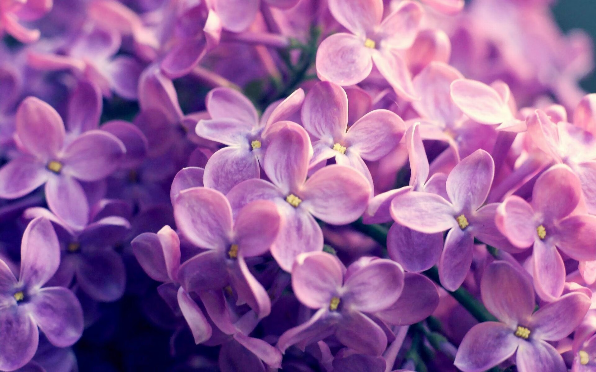 直播语音助手支持手势控制实现便捷互动,直播语音助手怎么用