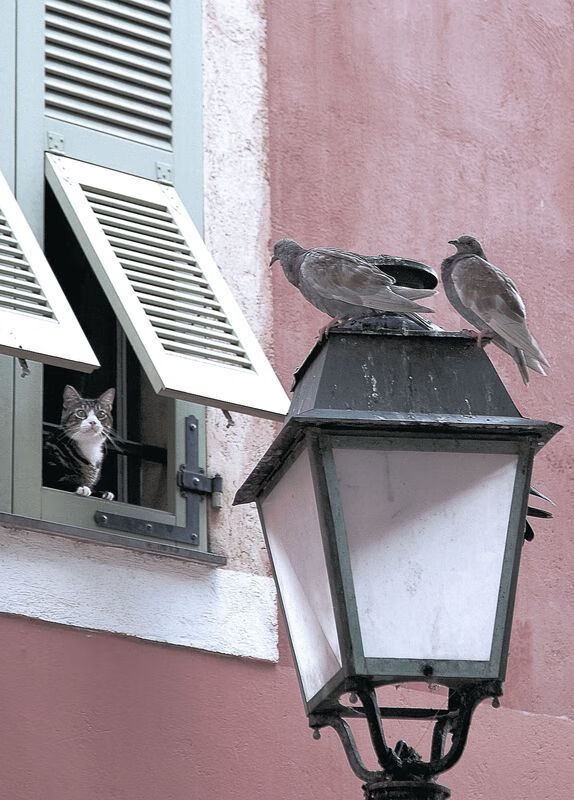 青训团队分工混乱缺协调机制,青训队是干嘛的