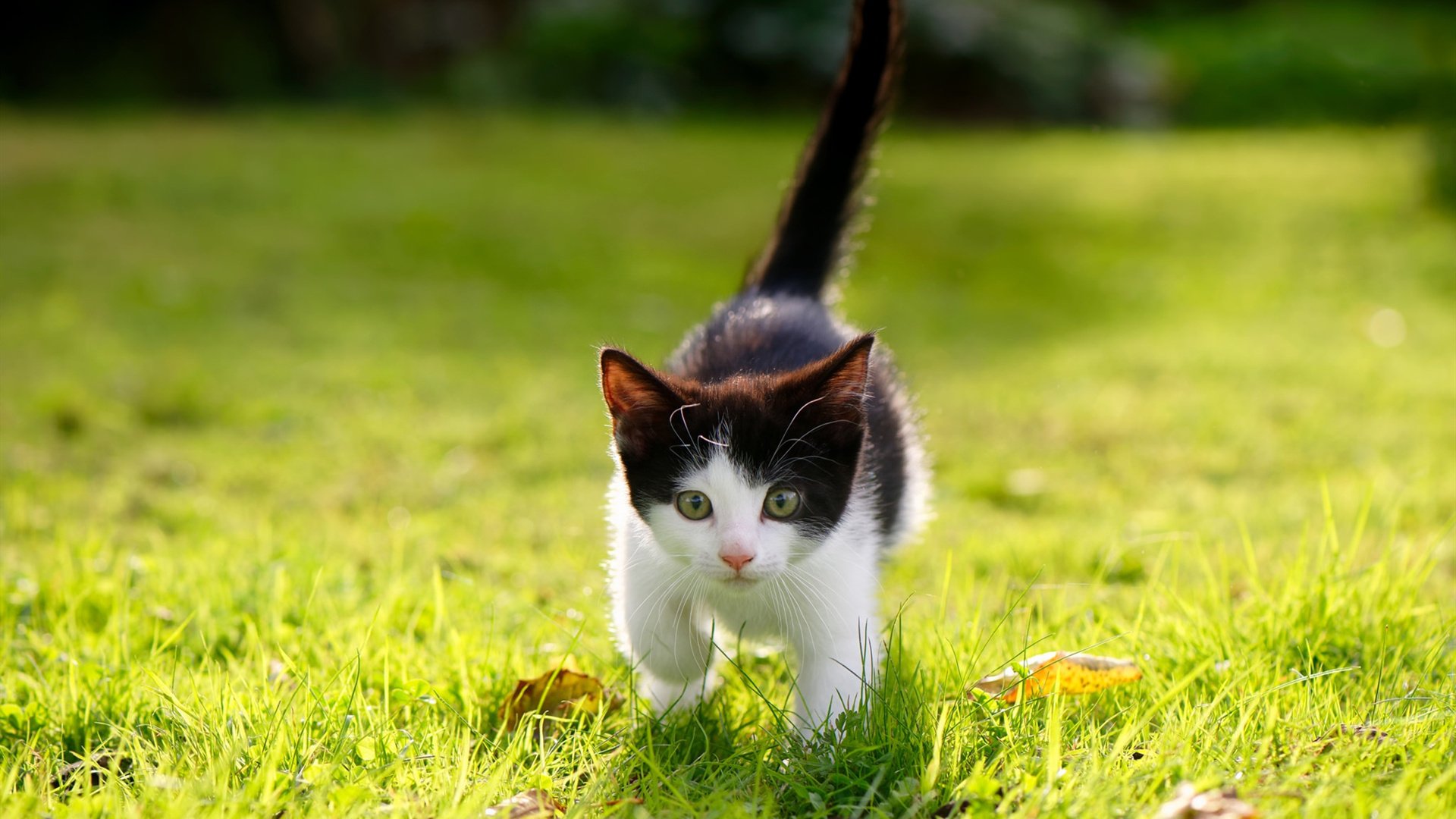 爱游戏电竞-小组赛对阵法国连续胜出，士气回升，法国队小组出线