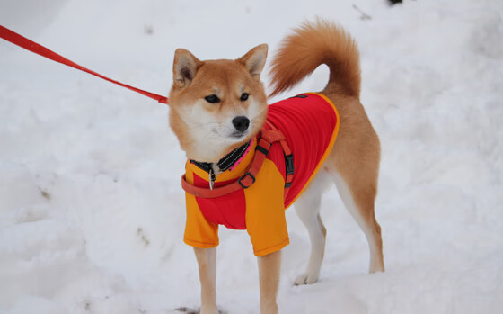 爱游戏中国官方登录入口网站-希腊女篮在欧洲锦标赛中锐意进取，继续追求冠军梦，希腊女篮世界排名