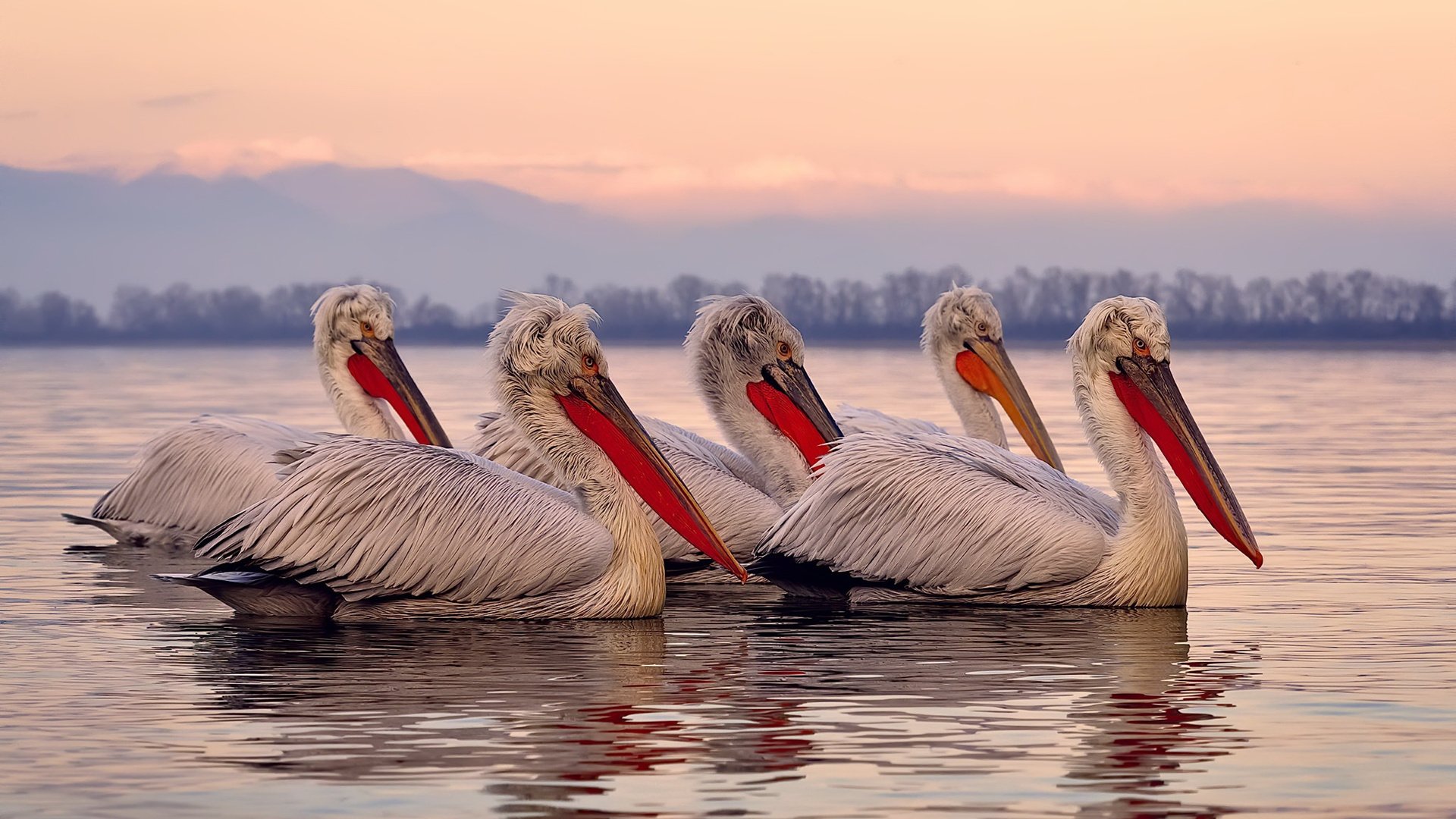 职业联赛推动球员生活纪录片拉近粉丝距离，球队纪录片