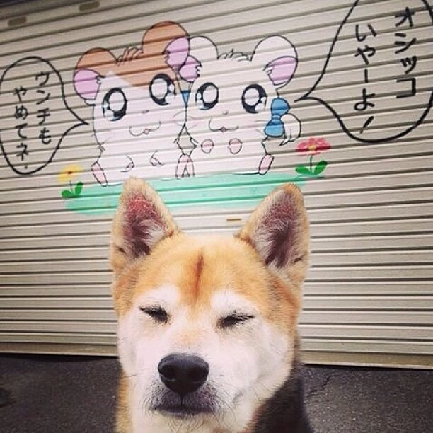 自由泳荷兰女将节奏把握精准,自由泳名将