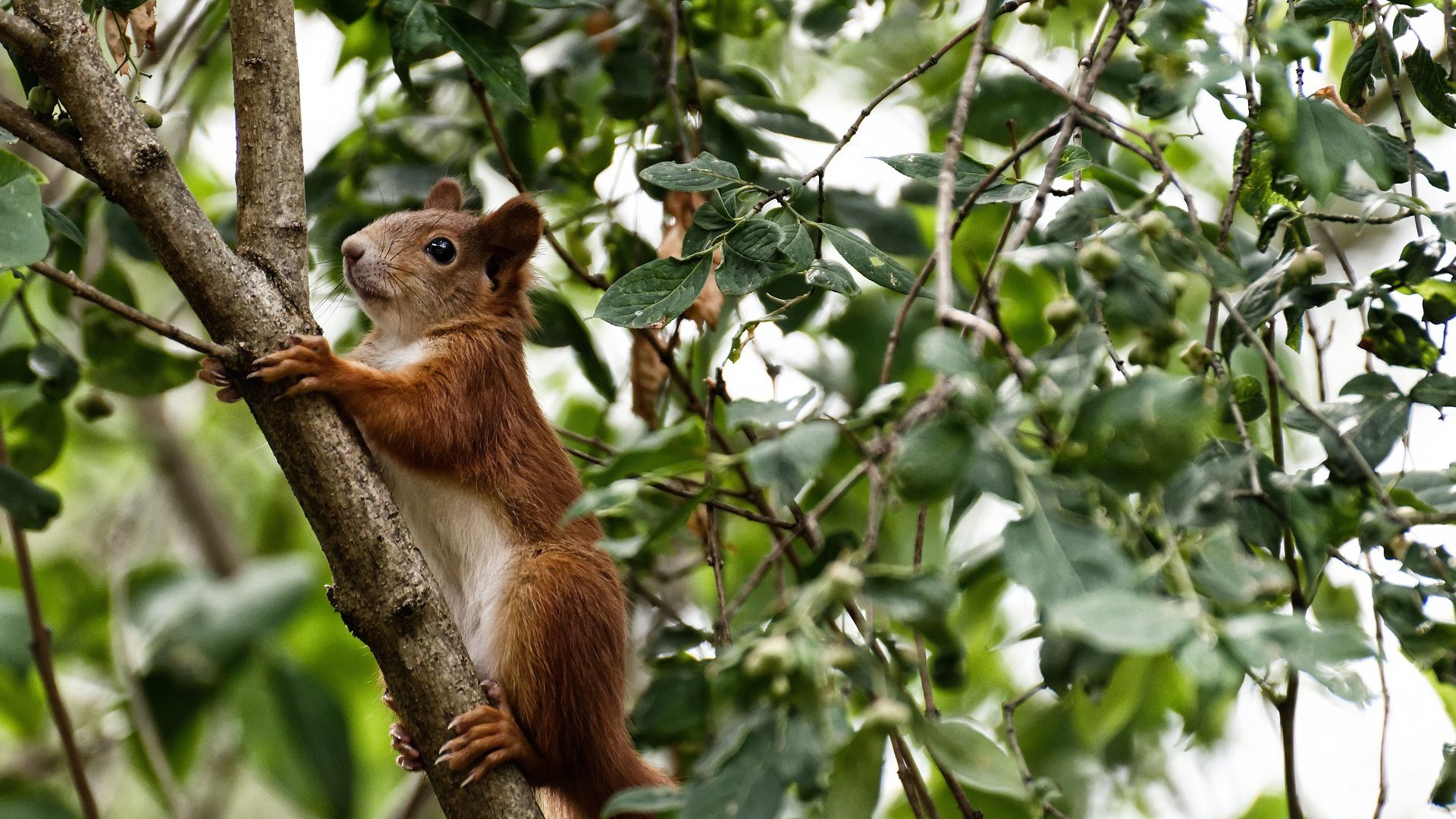 英超冲刺激烈：悬念升腾，精彩不断！，英超prizm choice
