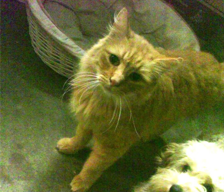 赛事官方宣布全明星阵容两位主力凭实力强势入选，全明星赛队员