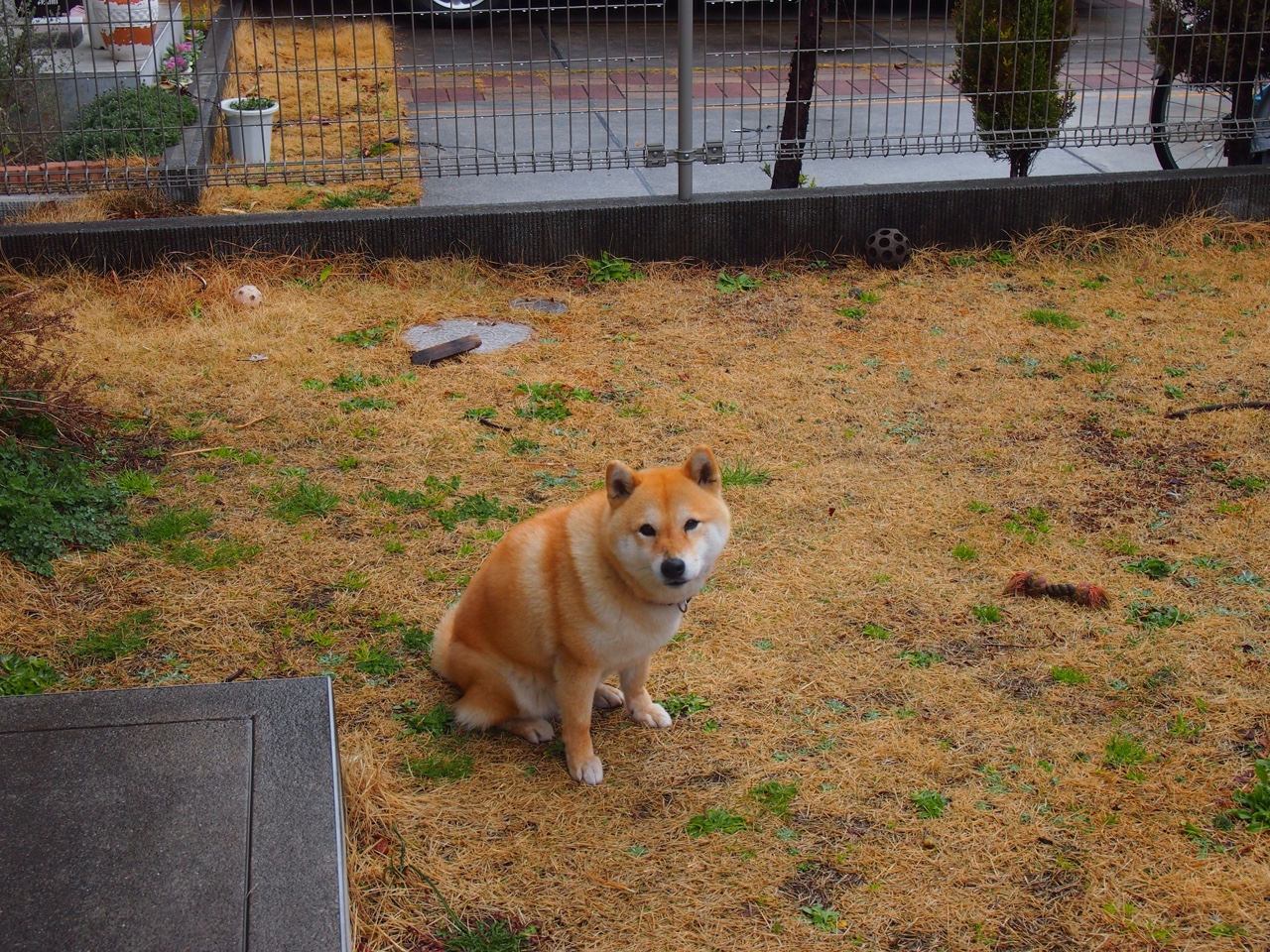 阿根廷新生成长迅速,球队未来充满希望