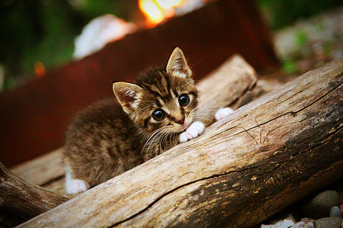 黄蜂高管表示球队更衣室文化正积极转变,黄蜂球衣变迁史